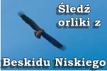 www.beskid-niski.pl/index.php?pos=/aktualnosci/hs