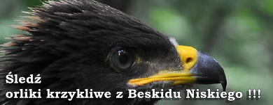 www.beskid-niski.pl/index.php?pos=/aktualnosci/hs#orliki