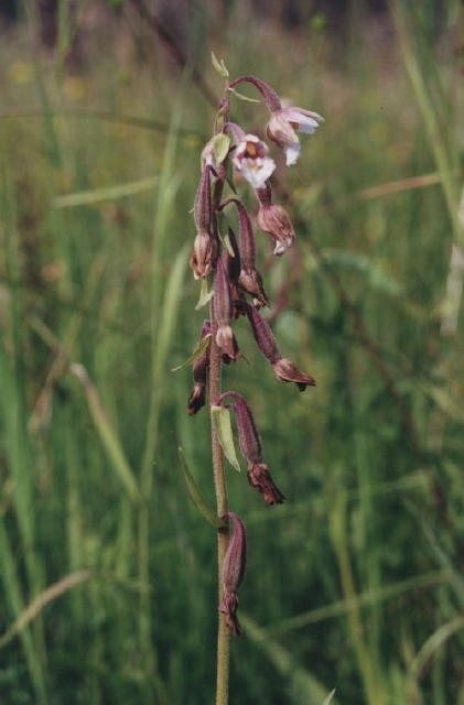 Kruszczyk botny (Epipactis palustris)