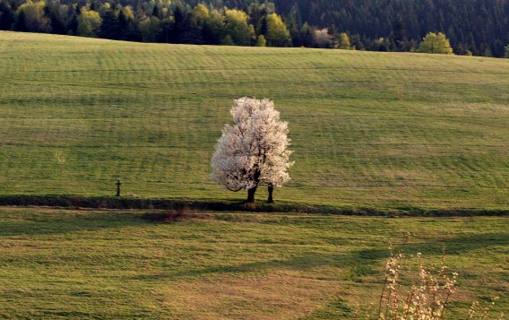 Jasionka k. Gadyszowa