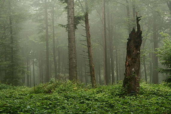 Kanasiówka